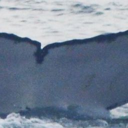 Fluke of HW-MN1306430