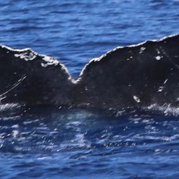 Fluke of HW-MN0440198