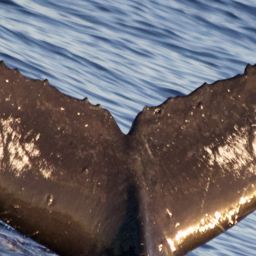 Fluke of HW-MN0440204