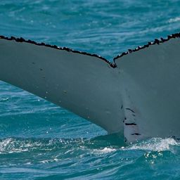 Fluke of HW-MN1108727