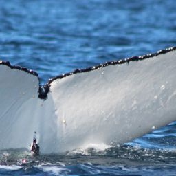 Fluke of HW-MN1108739