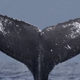 Fluke of HW-MN0440215