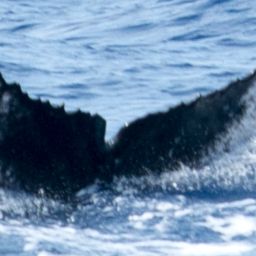 Fluke of HW-MN0440216
