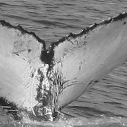 Fluke of CRC-11502