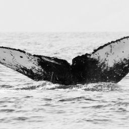 Fluke of HW-MN0440219
