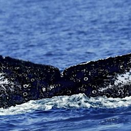 Fluke of HW-MN0440222