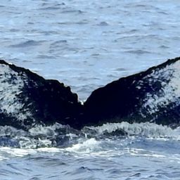 Fluke of Monarch