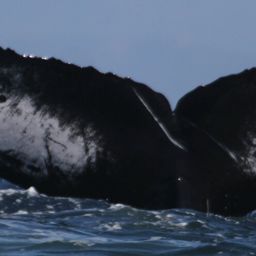 Fluke of CRC-22891