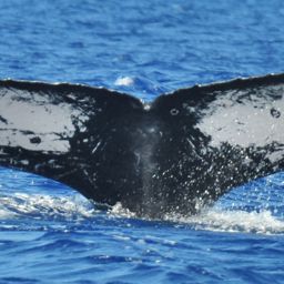 Fluke of HW-MN0440228