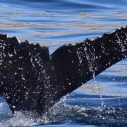 Fluke of HW-MN0524201