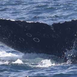 Fluke of HW-MN0524205
