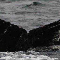 Fluke of HW-MN0401531
