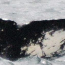 Fluke of HW-MN0420533