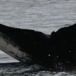 Fluke of CRC-22818