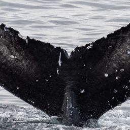 Fluke of CRC-22212