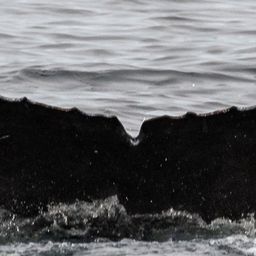 Fluke of CRC-22213