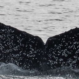 Fluke of CRC-22820
