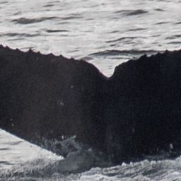 Fluke of CRC-22821