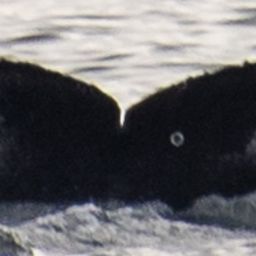 Fluke of CRC-22823
