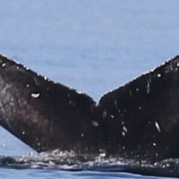 Fluke of BCY1483