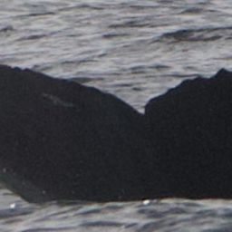 Fluke of CRC-22829