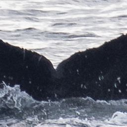 Fluke of CRC-22830