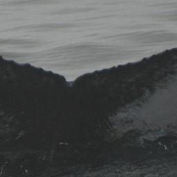 Fluke of HW-MN0103973