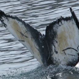 Fluke of Hawk