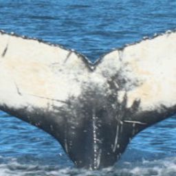 Fluke of HW-MN0103976