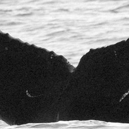 Fluke of CRC-12114