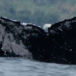 Fluke of HW-MN1306589