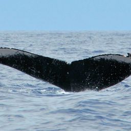 Fluke of HW-MN0440247