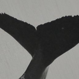 Fluke of CRC-22838