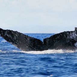 Fluke of CRC-15320