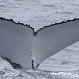 Fluke of HW-MN1108881