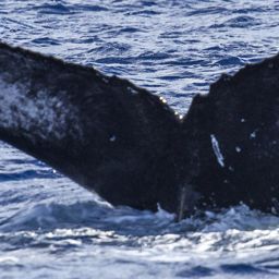 Fluke of HW-MN0440260