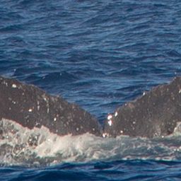 Fluke of HW-MN0440261