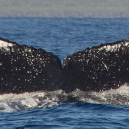 Fluke of HW-MN0440262