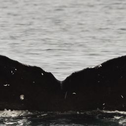 Fluke of CRC-22216