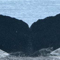 Fluke of CRC-22217
