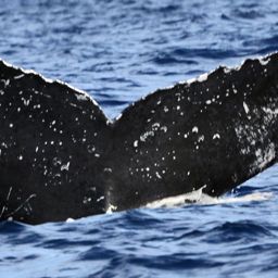 Fluke of HW-MN0440266
