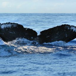 Fluke of HW-MN0440270