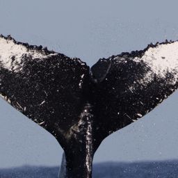 Fluke of HW-MN0440274