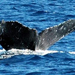Fluke of SEAK-2721