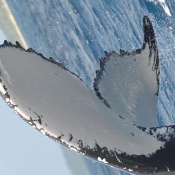 Fluke of HW-MN1201039