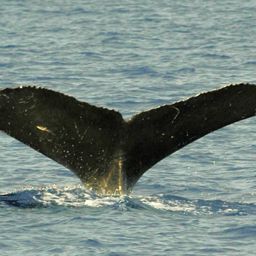 Fluke of Briza