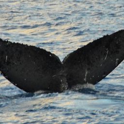 Fluke of HW-MN0440281