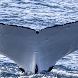 Fluke of HW-MN1108913