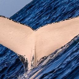 Fluke of HW-MN1108932