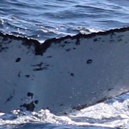 Fluke of HW-MN1108947